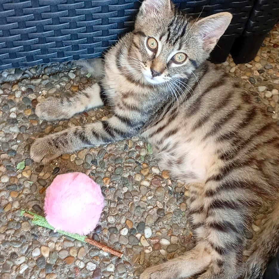 Poupoune