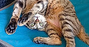 Poupoune a rejoint le concours — aidez-le/la à gagner de superbes lots ! animal, blue, cat, chair, curious, feline, fur, green_eyes, legs, outdoor, pattern, paw, pet, playful, relaxing, resting, surface, tabby, texture, whiskers
