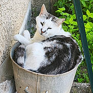 Azur participe au concours pour gagner de l'argent avec cette photo : animal, bucket, cat, container, curl, feline, fur, green, grey, leaf, metal, nature, outdoor, pet, plant, relax, resting, texture, wall, white