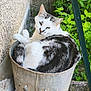 animal, bucket, cat, container, curl, feline, fur, green, grey, leaf, metal, nature, outdoor, pet, plant, relax, resting, texture, wall, white