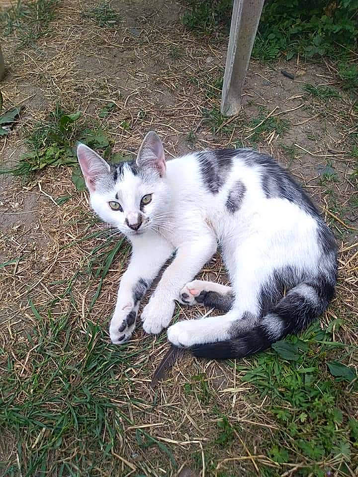 Azur a rejoint le concours — aidez-le/la à gagner de superbes lots ! carnivore, cat, domestic_short_haired_cat, eye, fawn, felidae, foot, fur, grass, groundcover, paw, plant, sitting, small_to_medium_sized_cats, snout, tail, terrestrial_animal, tree, vertebrate, whiskers