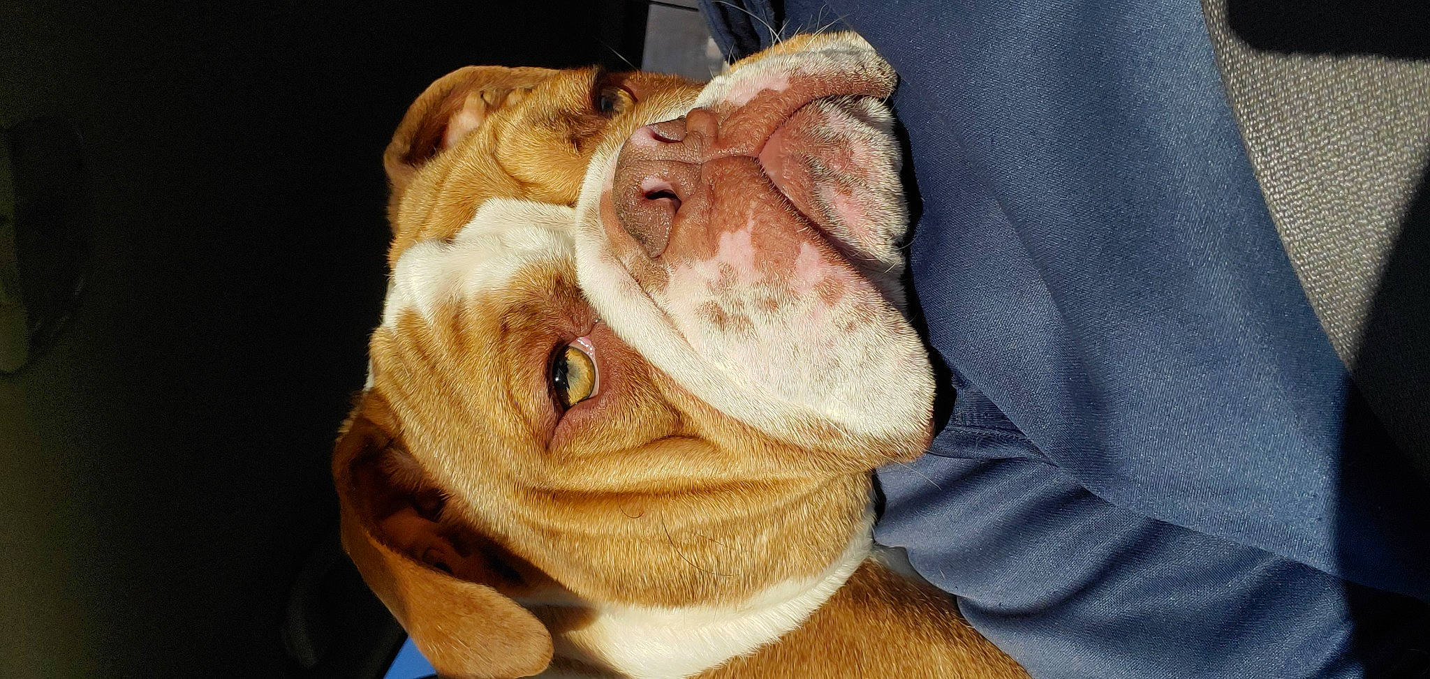 Frankie joined the competition — help win amazing prizes! carnivore, comfort, companion_dog, dog, dog_breed, ear, eye, fawn, fur, gesture, jaw, nose, shar_pei, snout, stuffed_toy, toy, whiskers, wood, working_animal, wrinkle