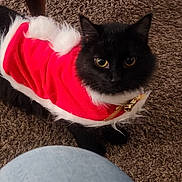 Salem is registered to the contest to win money with this photo: animal, black_cat, carpet, cat, closeup, clothing, curious, denim, domestic_cat, feline, floor, fur, holiday_outfit, indoor, knee, looking_up, pet, red, soft_texture, white