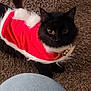 animal, black_cat, carpet, cat, closeup, clothing, curious, denim, domestic_cat, feline, floor, fur, holiday_outfit, indoor, knee, looking_up, pet, red, soft_texture, white
