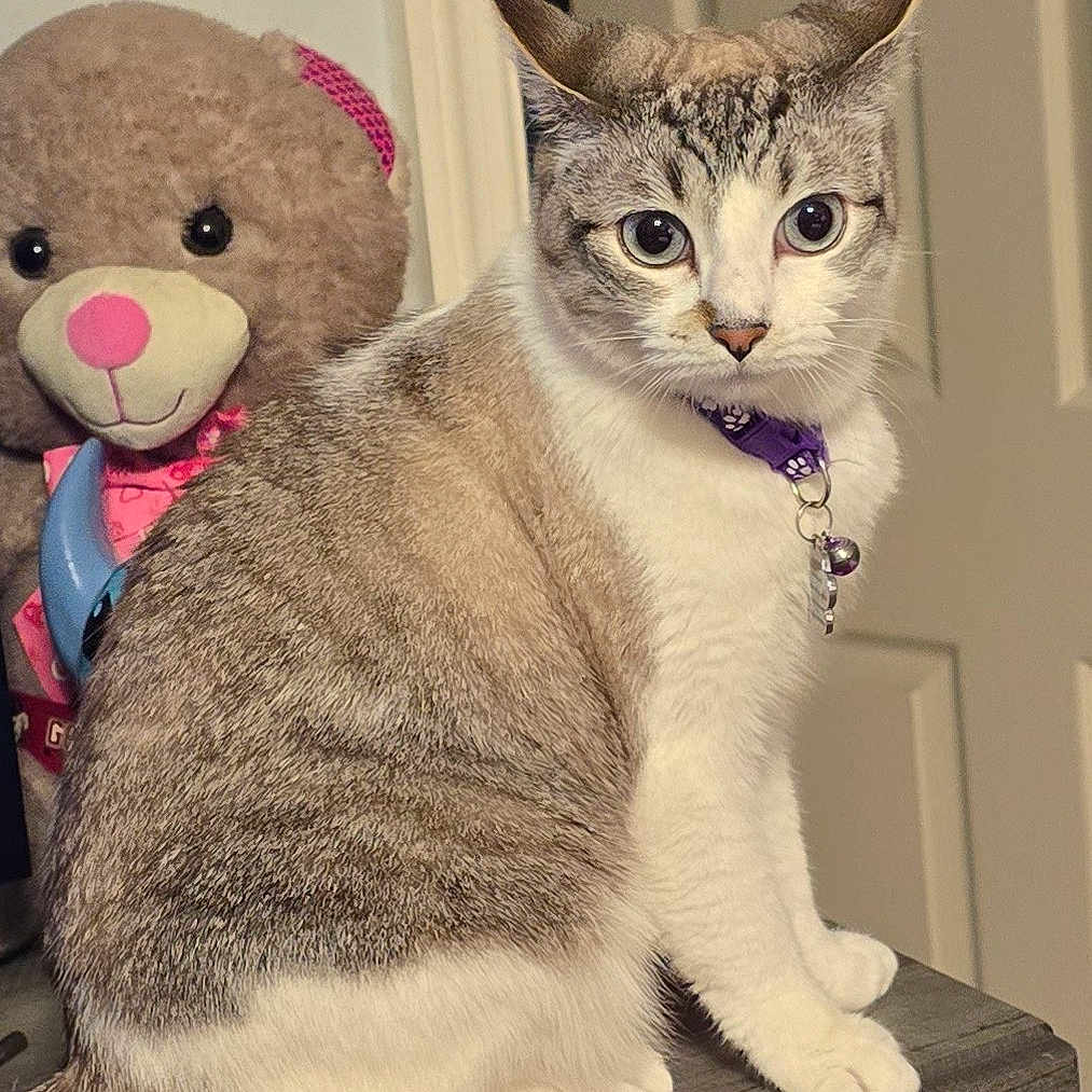 Lucy is registered to the contest to win money with this photo: abyssinian, accessories, animal, cat, couch, face, furniture, head, jewelry, kitten, manx, necklace, person, pet, photography, plush, portrait, siamese, teddybear, toy