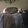 animal, blanket, cat, companion, cozy, cute, domestic, feline, fur, home, indoor, peaceful, pet, quiet, relaxing, resting, sleeping, soft_texture, striped_blanket, two_cats