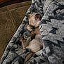Pebbles is registered to the contest to win money with this photo: kitten, sleeping, blanket, cozy, cat, paw, fur, indoor, resting, cute, animal, pet, soft_texture, patterned_blanket, relaxation, nap, small, feline, warm, comfort