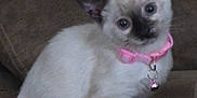 Pebbles is registered to the contest to win money with this photo: cat, kitten, siamese, pink_collar, blue_eyes, pet, domestic_animal, feline, indoor, couch, brown_furniture, animal_portrait, curious, young, cute, fluffy, sitting, closeup, whiskers, soft