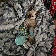 Pebbles is registered to the contest to win money with this photo: kitten, cat, siamese, toy, blanket, cozy, feathers, patterned_blanket, indoor, cute, small_animal, resting, furry, pet, domestic_cat, animal, soft, close_up, comfort, holiday_theme