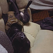 Max is registered to the contest to win money with this photo: dog, black_dog, upside_down, harness, couch, indoor, relaxed, pet, fur, nose, paw, sleeping, cozy, furniture, canine, domestic_animal, resting, living_room, comfort, animal