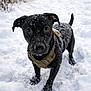 dog, black_dog, snow, snowflakes, winter, outdoor, animal, pet, canine, harness, fur, nature, cold, playful, curious, standing, snowy_ground, winter_clothing, winter_day, close_up