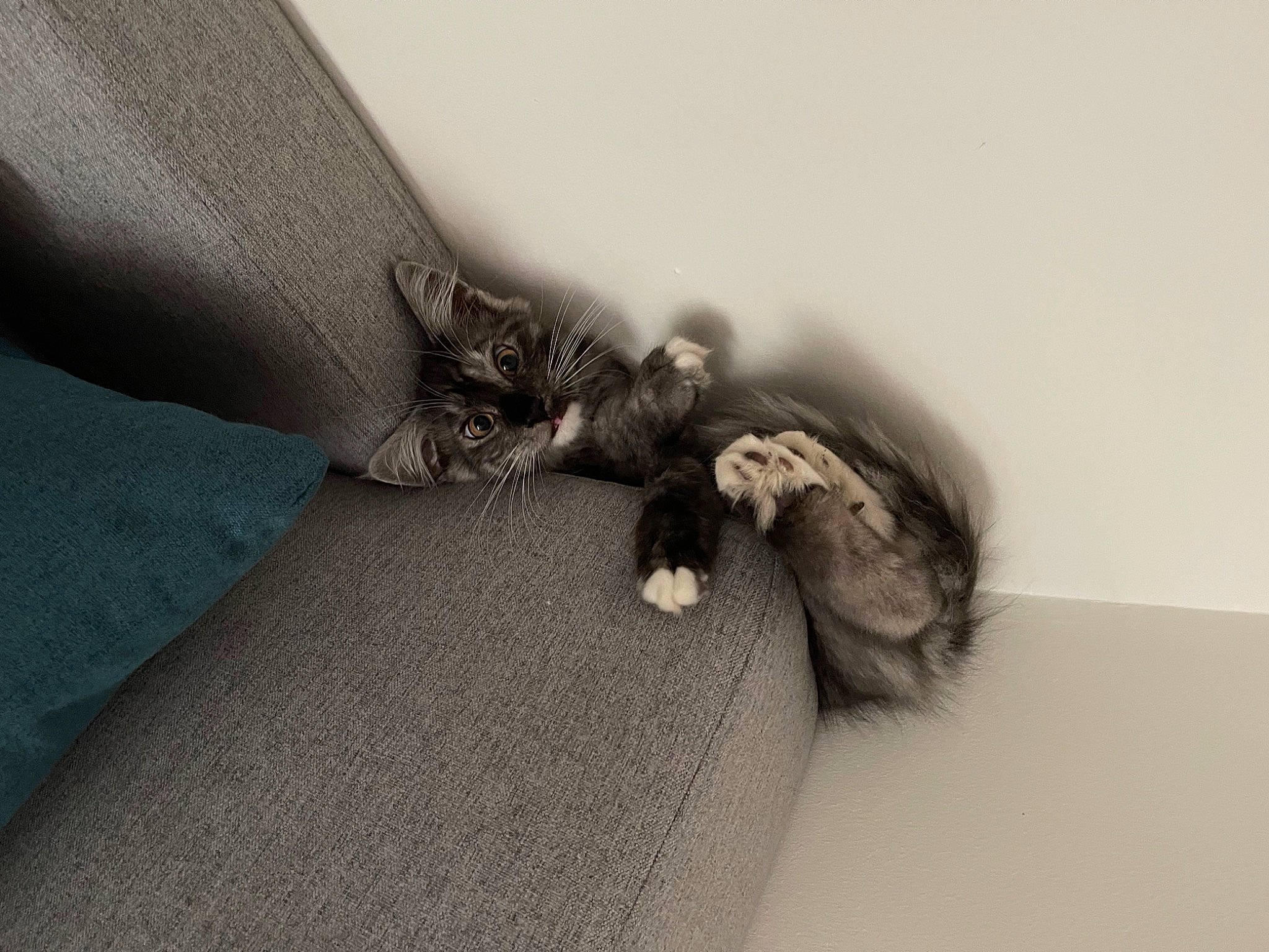 Tokyo a rejoint le concours — aidez-le/la à gagner de superbes lots ! arm, comfort, couch, elbow, fashion_accessory, felidae, fur, gesture, grey, human_leg, knee, leg, linens, macro_photography, monochrome_photography, nail, small_to_medium_sized_cats, wing, wood, wrist