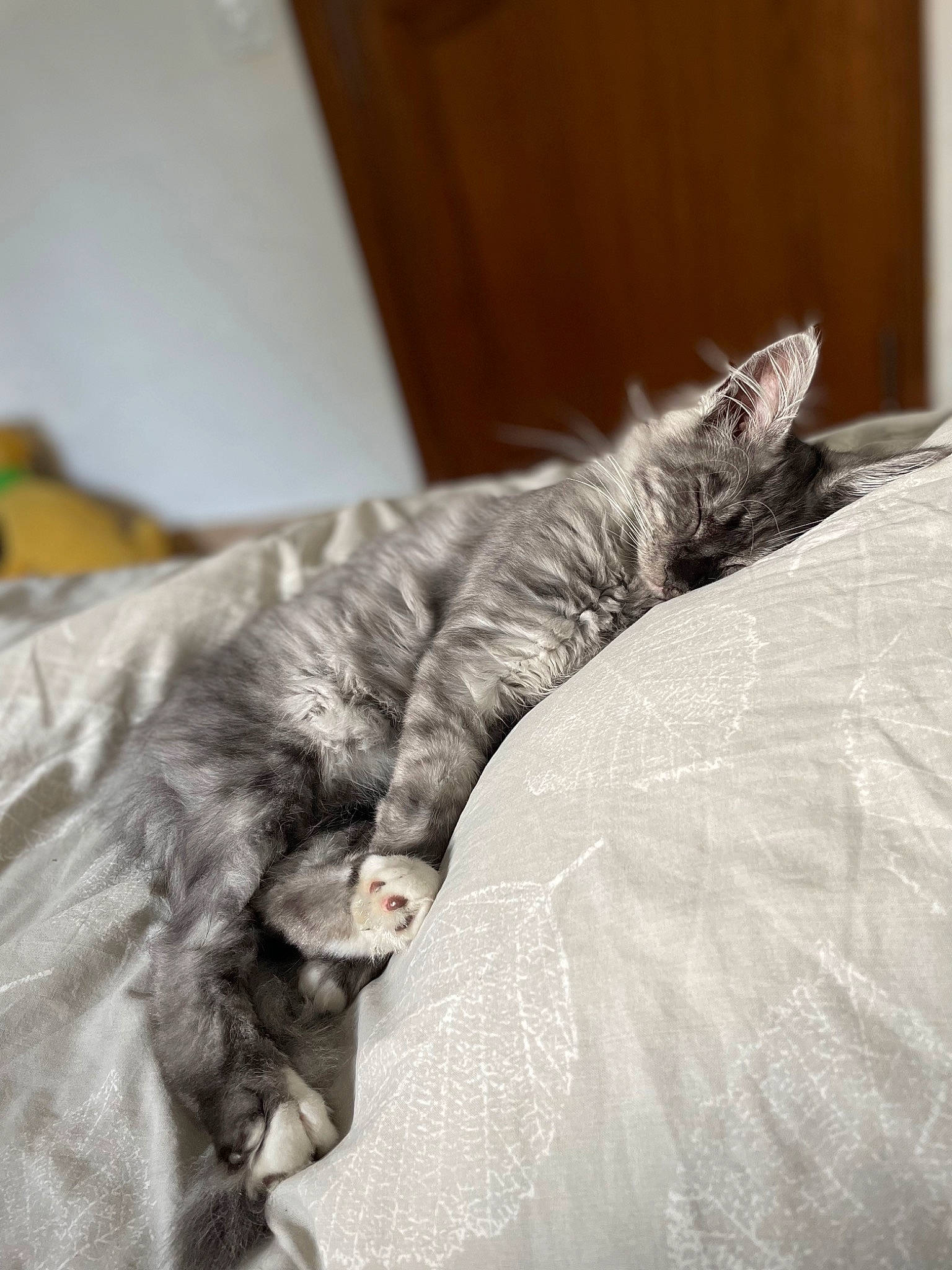 Tokyo participe au concours pour gagner de l'argent avec cette photo : bed, bedding, carnivore, cat, claw, comfort, domestic_short_haired_cat, felidae, fur, grey, linens, monochrome, monochrome_photography, nap, room, sleep, small_to_medium_sized_cats, snout, sporting_group, whiskers