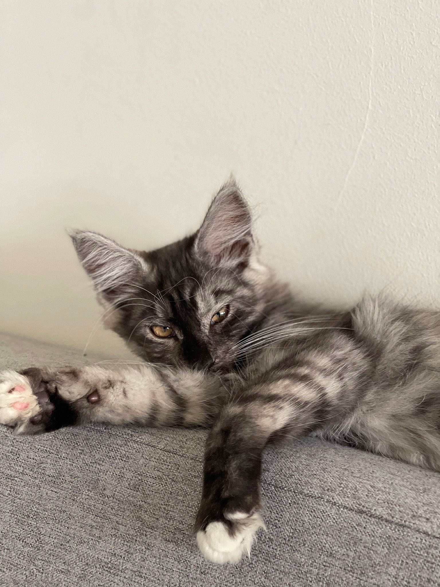 Tokyo a rejoint le concours — aidez-le/la à gagner de superbes lots ! carnivore, cat, claw, comfort, domestic_short_haired_cat, ear, eye, felidae, foot, fur, grey, monochrome, monochrome_photography, paw, sitting, small_to_medium_sized_cats, snout, tail, whiskers