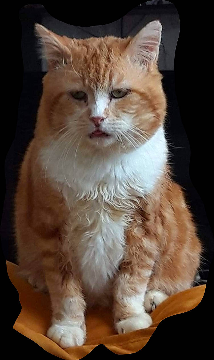 Capucin a rejoint le concours — aidez-le/la à gagner de superbes lots ! carnivore, cat, claw, comfort, domestic_short_haired_cat, fawn, felidae, fur, paw, sitting, small_to_medium_sized_cats, snout, tail, terrestrial_animal, whiskers, window