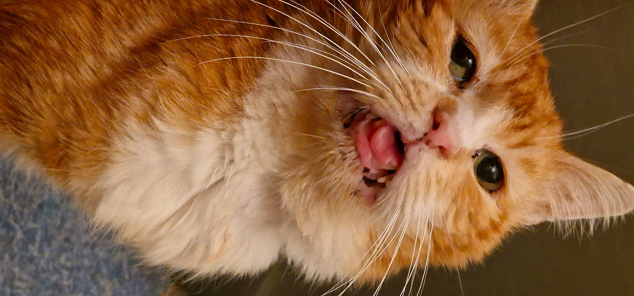 Capucin participe au concours pour gagner de l'argent avec cette photo : carnivore, cat, claw, close_up, domestic_short_haired_cat, ear, eye, fang, fawn, felidae, fur, iris, paw, pet_supply, small_to_medium_sized_cats, snout, terrestrial_animal, whiskers, window