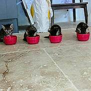 Blue participe au concours pour gagner de l'argent avec cette photo : bag, bowl, cat, chair, cute, feeding, feline, floor, fur, indoor, kitten, ladder, mealtime, pet, red_bowl, stool, tiled_floor, tiny, wall_art, whiskers