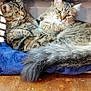 Blue participe au concours pour gagner de l'argent avec cette photo : blanket, cat, cats, cozy, cute, domestic, feline, fur, indoor, laundry_basket, longhair, pets, portrait, relaxed, tabby, tail, towel, two_animals, whiskers, wood_floor