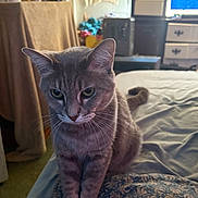 Butter Ann Lyn is registered to the contest to win money with this photo: animal, bed, blanket, cat, cozy, curious, domestic, ears, fur, furniture, gray_cat, household, indoor, living_space, pet, resting, room, soft_light, tabby, whiskers