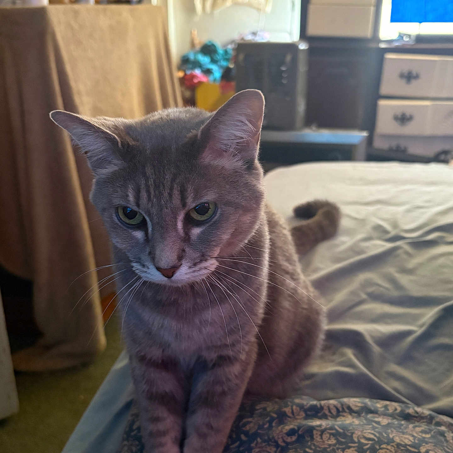 Butter Ann Lyn is registered to the contest to win money with this photo: animal, bed, blanket, cat, cozy, curious, domestic, ears, fur, furniture, gray_cat, household, indoor, living_space, pet, resting, room, soft_light, tabby, whiskers