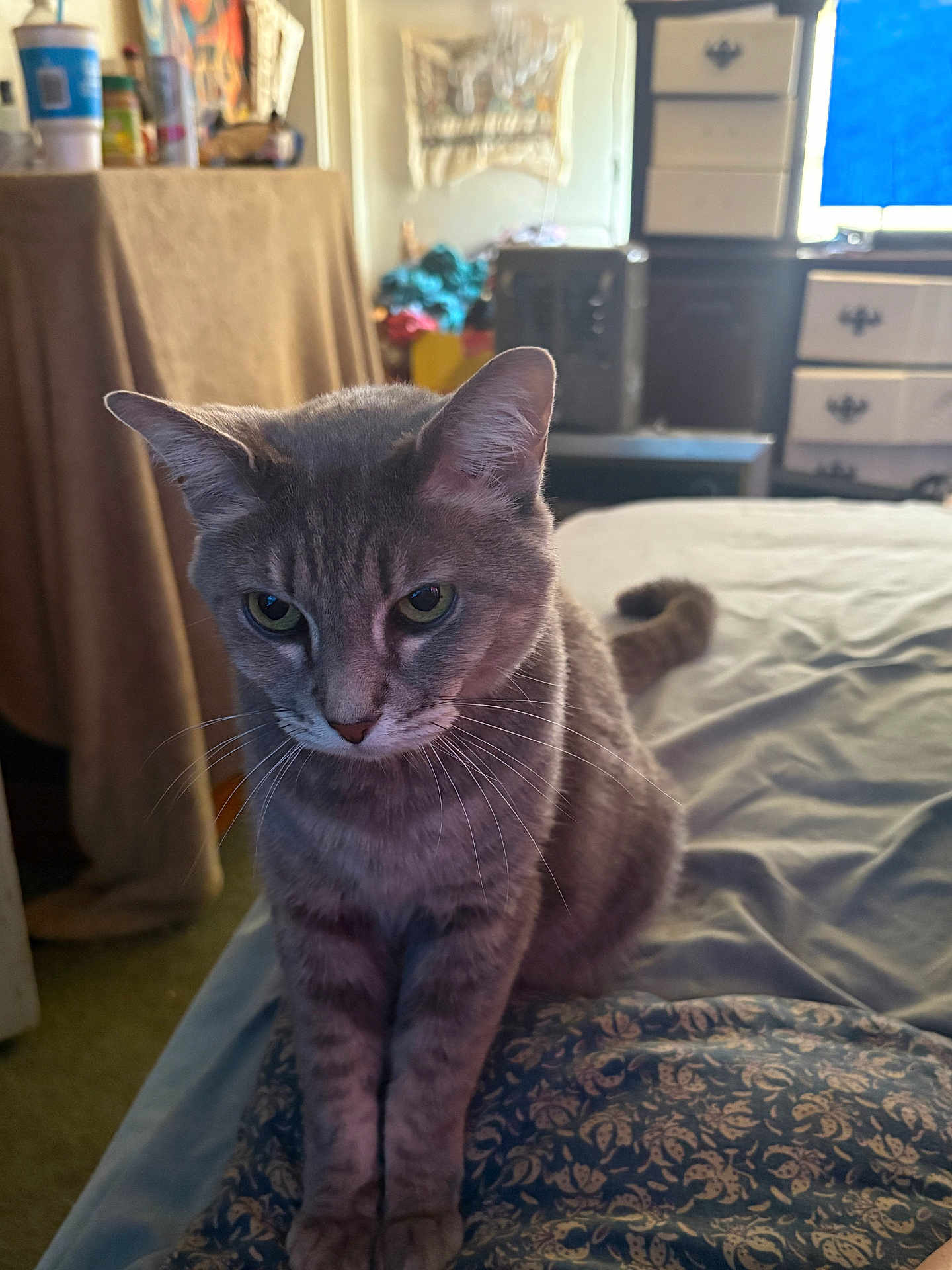 Butter Ann Lyn is registered to the contest to win money with this photo: animal, bed, blanket, cat, cozy, curious, domestic, ears, fur, furniture, gray_cat, household, indoor, living_space, pet, resting, room, soft_light, tabby, whiskers