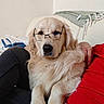 golden_retriever, dog, glasses, pet, indoor, couch, blanket, person, red_shirt, fur, comfort, relaxation, home, cozy, portrait, animal, companion, sitting, cute, friendly