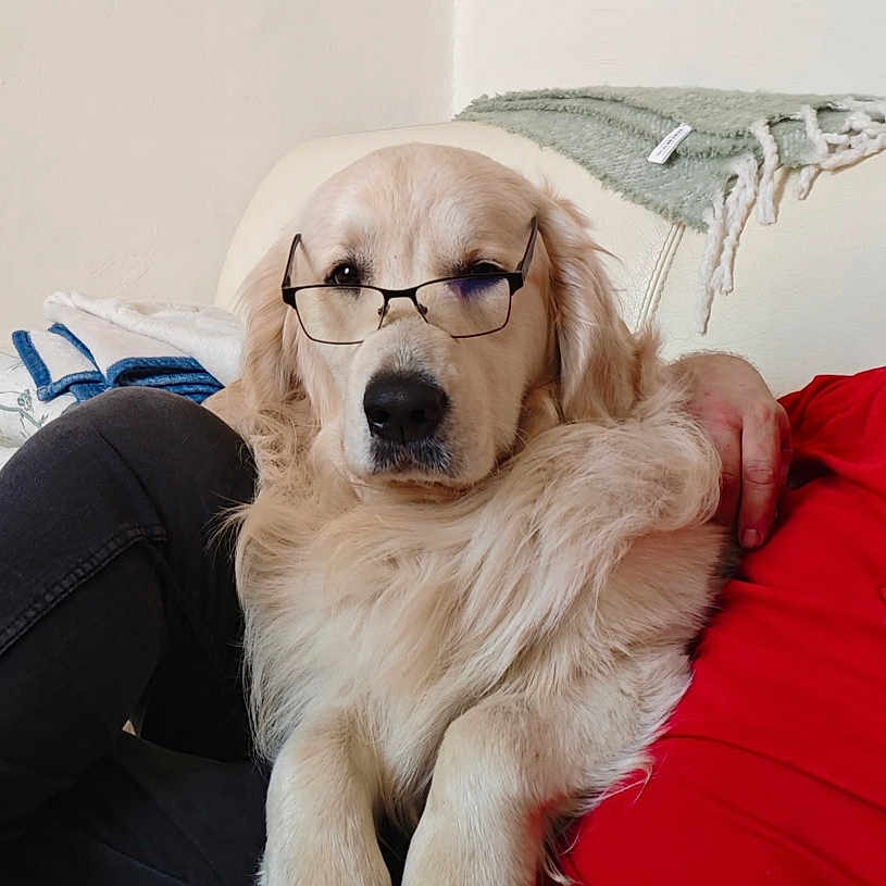 Vasco a rejoint le concours — aidez-le/la à gagner de superbes lots ! golden_retriever, dog, glasses, pet, indoor, couch, blanket, person, red_shirt, fur, comfort, relaxation, home, cozy, portrait, animal, companion, sitting, cute, friendly
