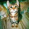 kitten, cat, tabby, fur, floor, wooden_floor, indoor, pet, animal, cute, curious, whiskers, ears, eyes, small, young, feline, domestic_cat, three_cats, sitting
