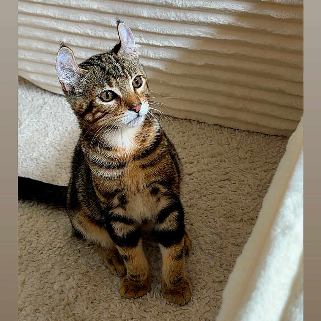 Tiger participe au concours pour gagner de l'argent avec cette photo : cat, kitten, tabby, pet, indoor, carpet, fur, animal, cute, young, whiskers, ears, eyes, sitting, texture, cozy, home, curious, feline, domestic