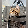 Tiger participe au concours pour gagner de l'argent avec cette photo : cat, kitten, pet, carrier, bag, mesh, gray, curious, animal, feline, indoor, closeup, travel, cute, young, domestic, companions, resting, portrait, two