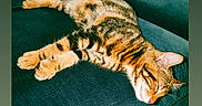 Tiger a rejoint le concours — aidez-le/la à gagner de superbes lots ! cat, tabby_cat, sleeping, couch, sofa, furniture, indoor, pet, animal, relaxing, orange_pillow, striped, cozy, resting, domestic_cat, tabby_pattern, home, floor, paw, whiskers