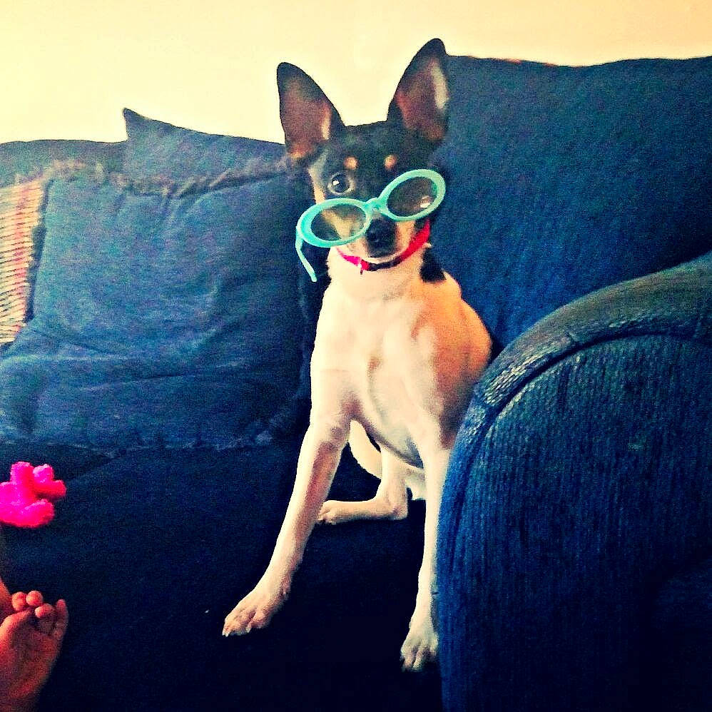 Fritz joined the competition — help win amazing prizes! carnivore, comfort, companion_dog, couch, dog, dog_breed, electric_blue, eyewear, fawn, felidae, furniture, human_leg, linens, mammal, morning, pillow, small_to_medium_sized_cats, snout, tail, whiskers