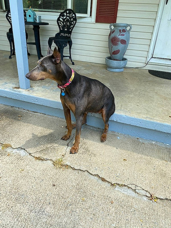 Nina joined the competition — help win amazing prizes! carnivore, collar, companion_dog, dog, dog_breed, dog_collar, dog_supply, door, fashion_accessory, fawn, gas, guard_dog, home_door, leash, pet_supply, road_surface, snout, window, working_animal, working_dog