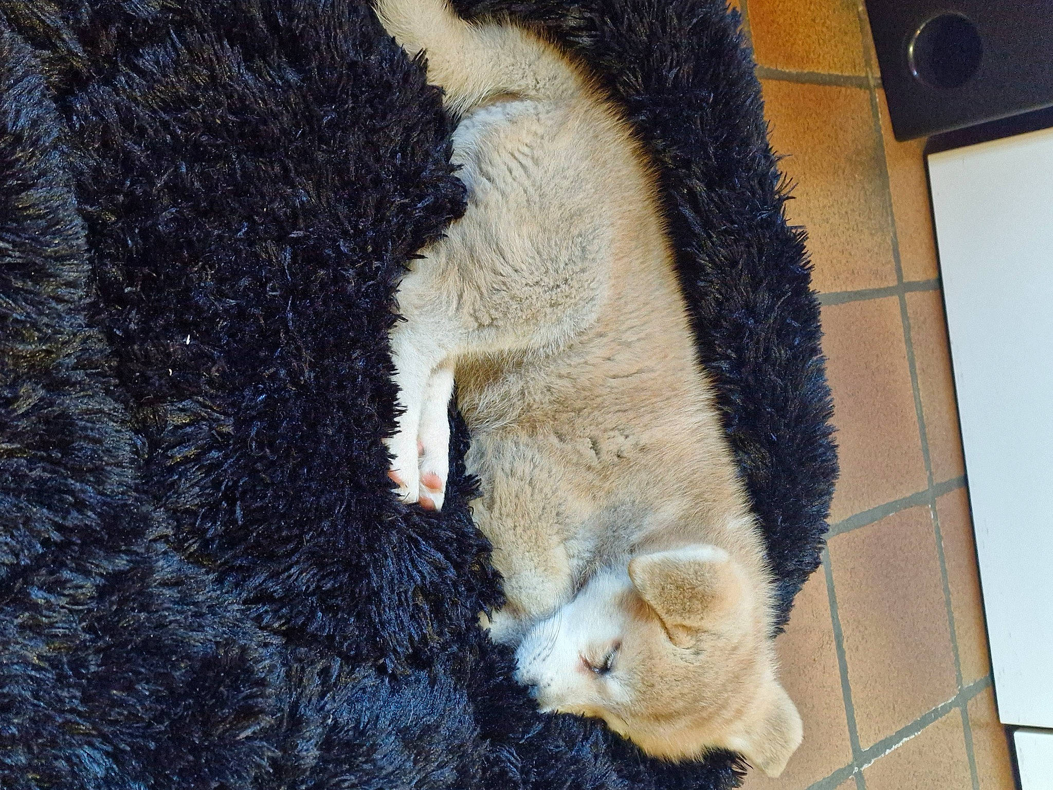 Hatchi participe au concours pour gagner de l'argent avec cette photo : bear, canidae, carnivore, claw, dog_breed, fawn, felidae, fur, grizzly_bear, mammal, sheep, small_to_medium_sized_cats, snout, sporting_group, tail, terrestrial_animal, whiskers, winter, working_animal