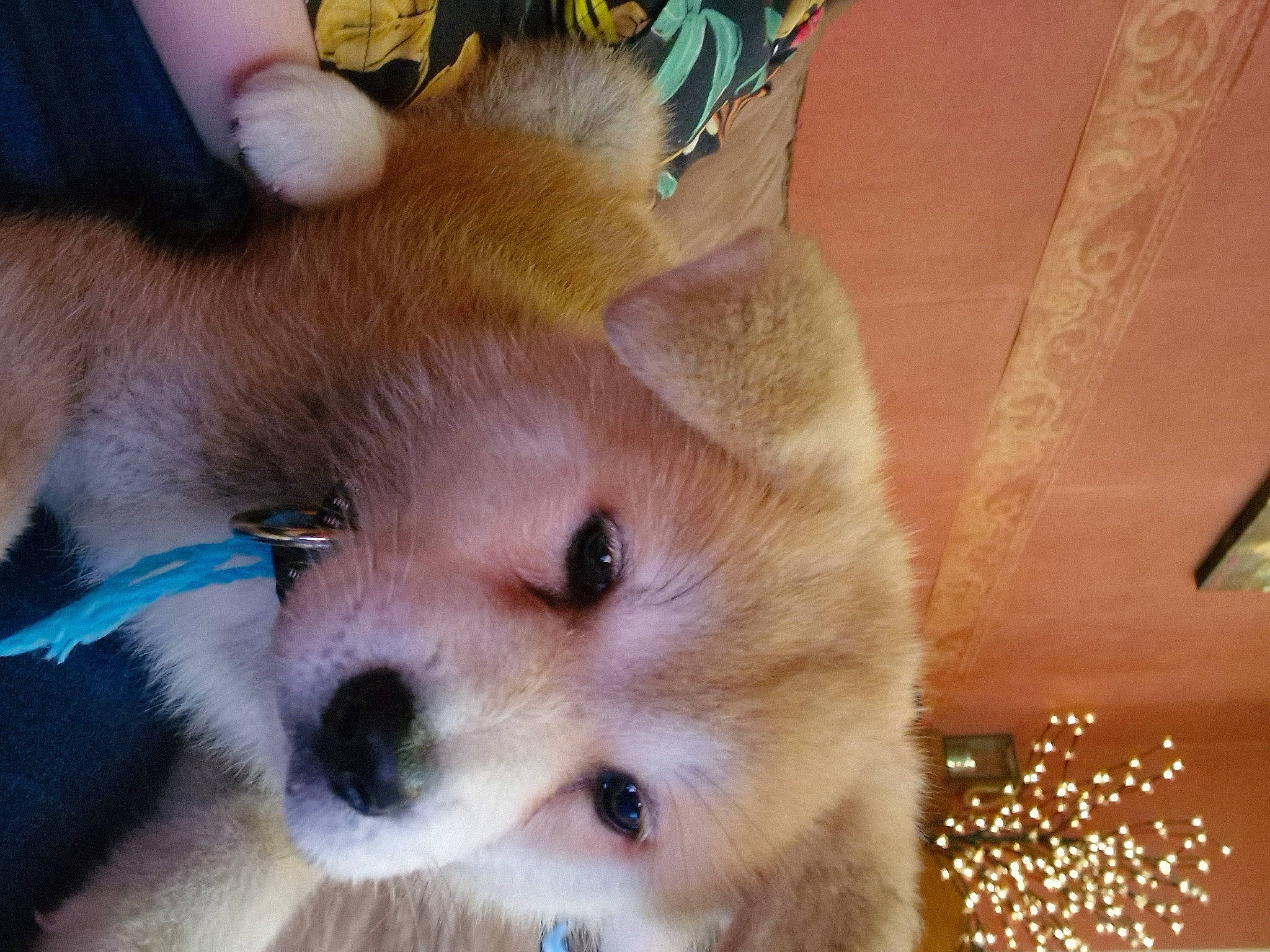 Hatchi participe au concours pour gagner de l'argent avec cette photo : canidae, carnivore, companion_dog, dog, dog_breed, fawn, fur, german_spitz, german_spitz_mittel, non_sporting_group, paw, pomeranian, puppy, snout, spitz, sporting_group, terrestrial_animal, volpino_italiano, whiskers, working_animal