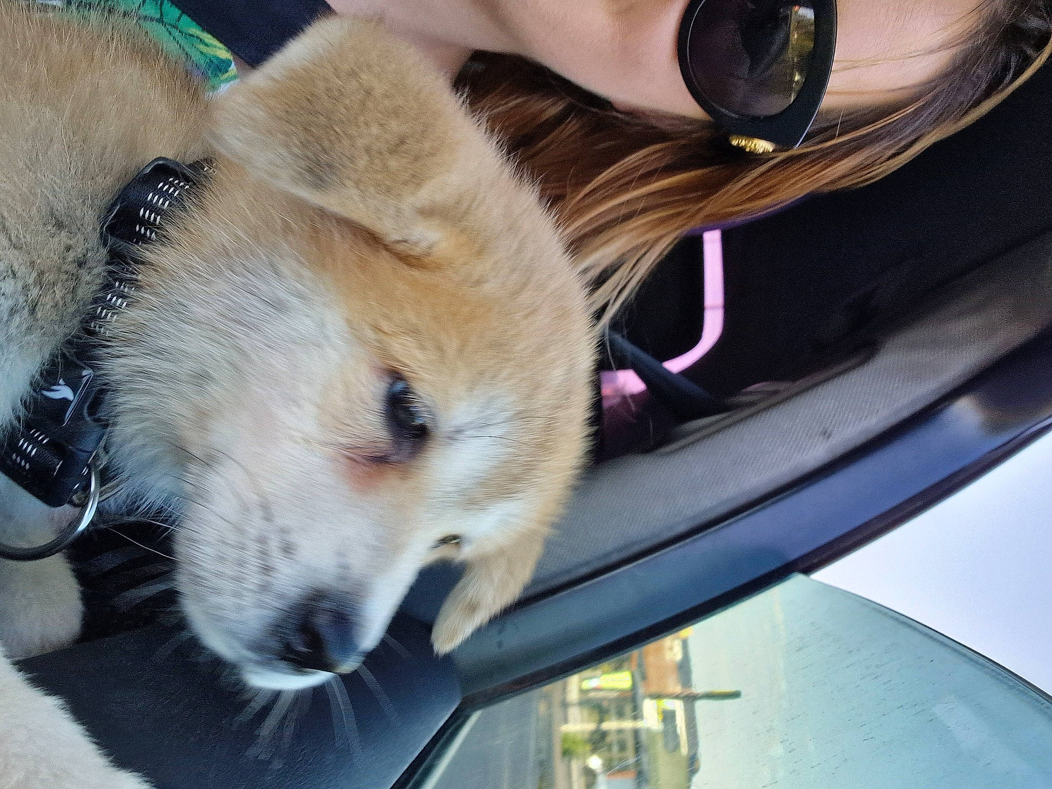 Hatchi participe au concours pour gagner de l'argent avec cette photo : auto_part, automotive_exterior, automotive_lighting, canidae, carnivore, companion_dog, dog, dog_breed, eyewear, fawn, fur, hood, nap, puppy, snout, spitz, sporting_group, vehicle_door, whiskers, windshield