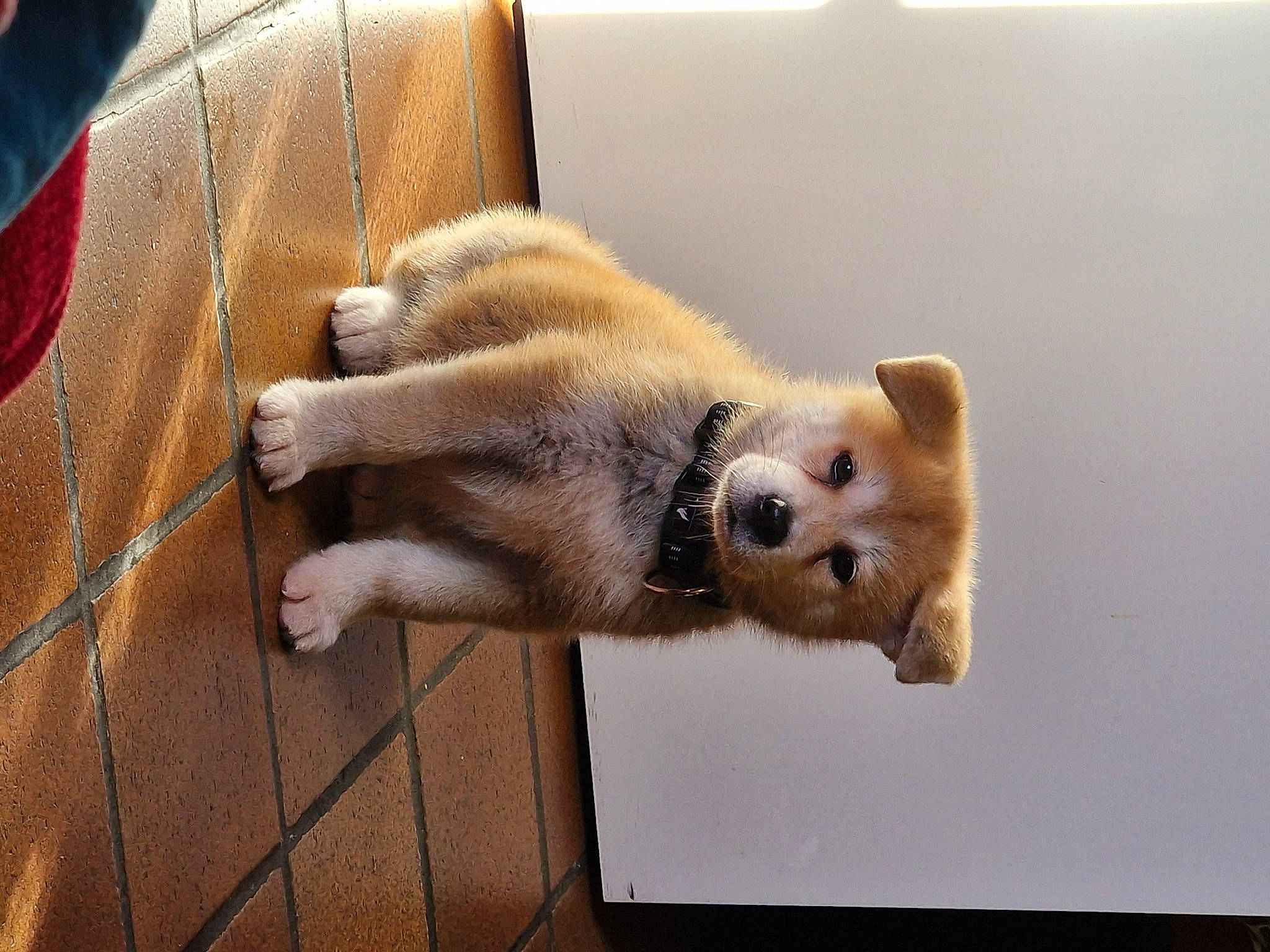 Hatchi participe au concours pour gagner de l'argent avec cette photo : bear, canidae, carnivore, claw, companion_dog, corgi_chihuahua, dog_breed, fawn, felidae, flooring, fur, non_sporting_group, spitz, sporting_group, stuffed_toy, tail, terrestrial_animal, whiskers, wildlife, wood