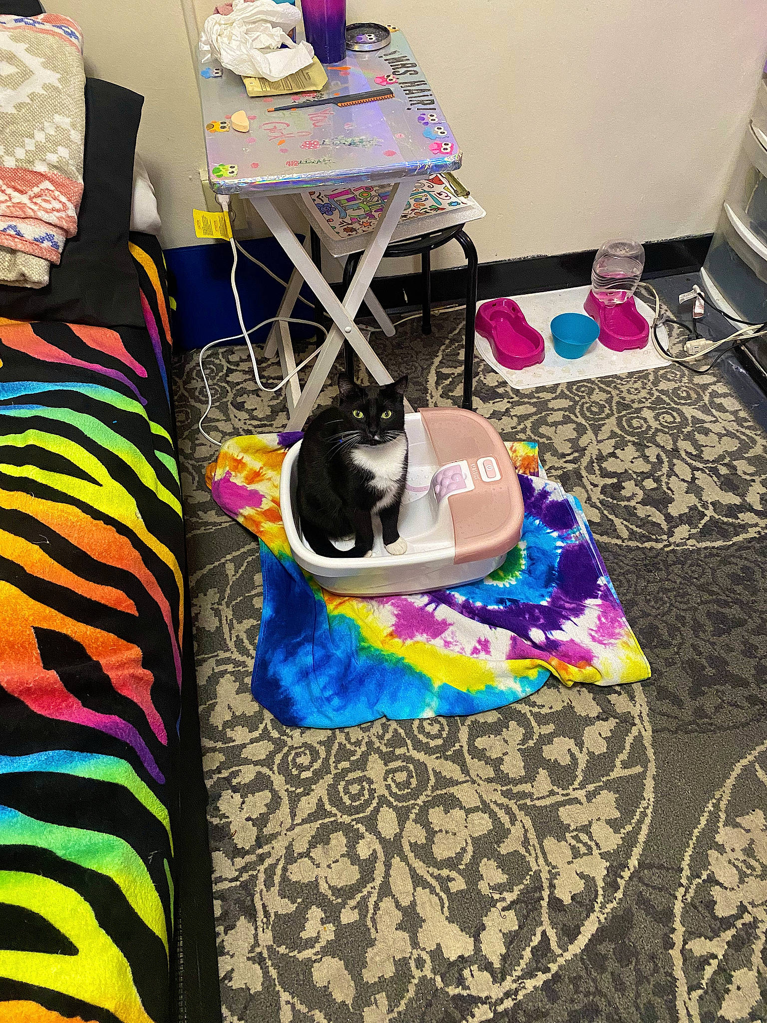 Mitts is registered to the contest to win money with this photo: bag, carnivore, cat, desk, electric_blue, felidae, flooring, hat, kitchen_appliance, linens, luggage_and_bags, magenta, pattern, purple, room, small_to_medium_sized_cats, table, textile, visual_arts, whiskers