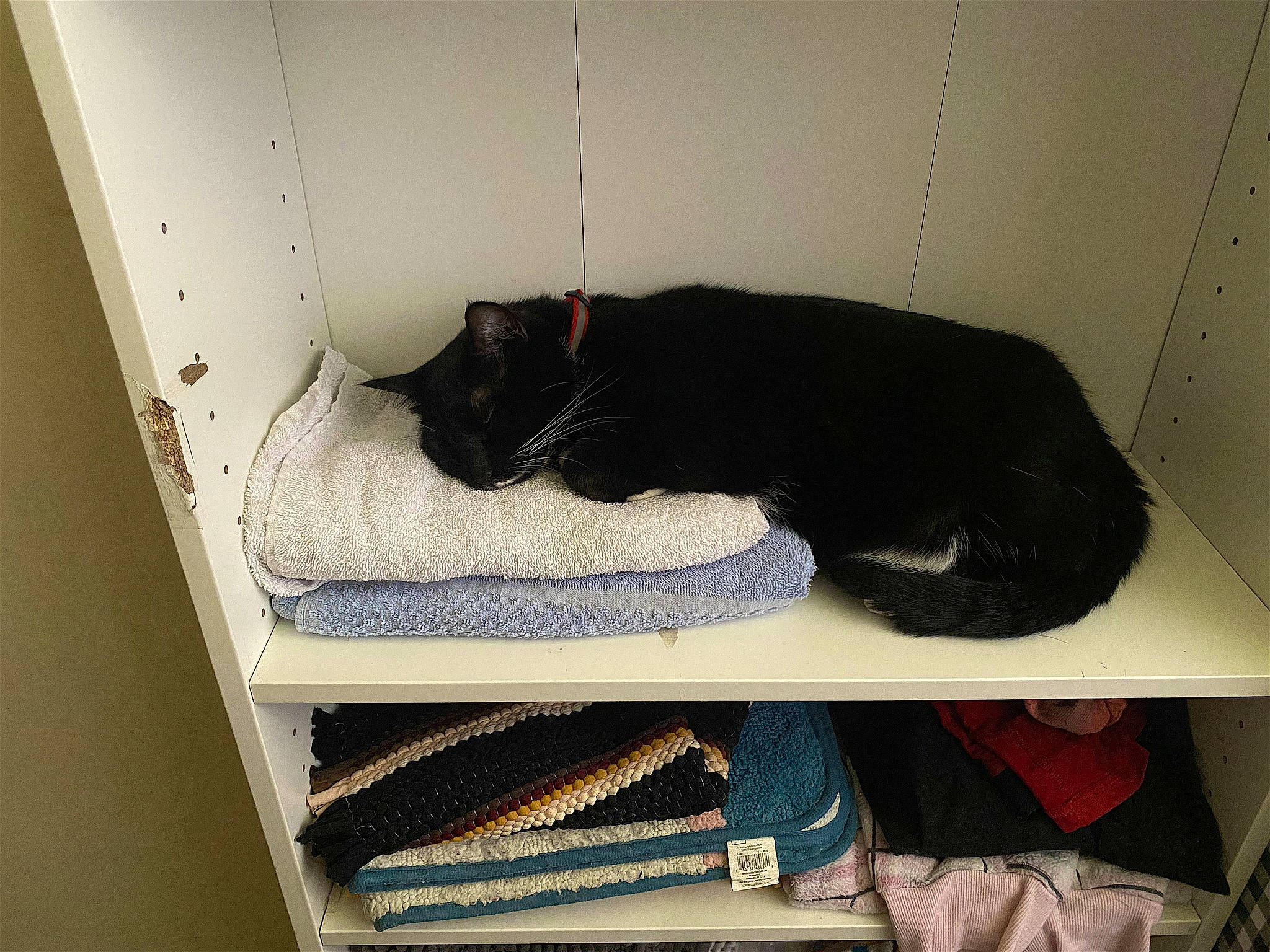 Mitts joined the competition — help win amazing prizes! bombay, carnivore, cat, comfort, domestic_short_haired_cat, felidae, flooring, fur, grey, interior_design, linens, rectangle, room, shelf, shelving, small_to_medium_sized_cats, tail, whiskers, wool, woolen