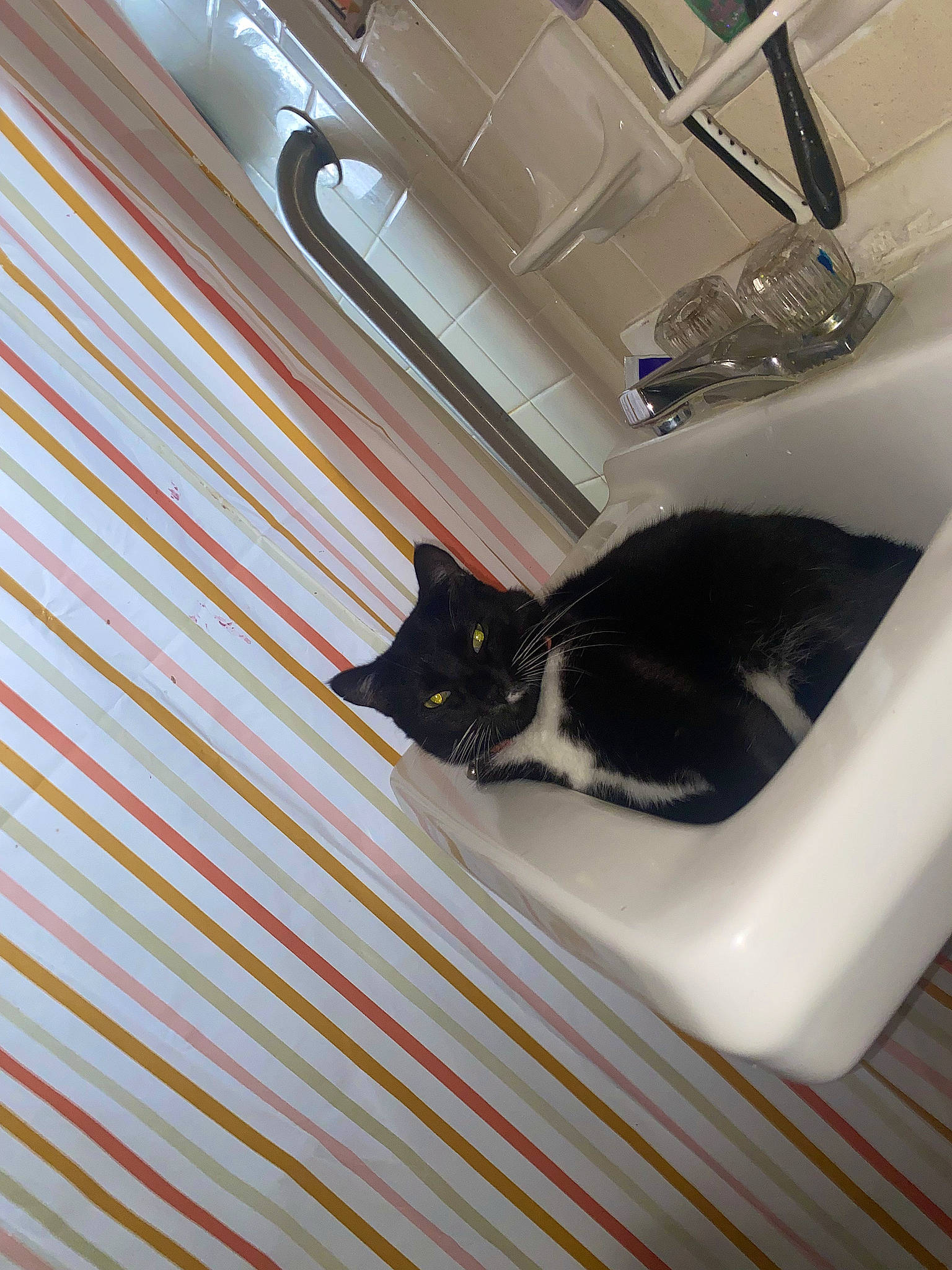 Mitts is registered to the contest to win money with this photo: automotive_design, automotive_exterior, carnivore, cat, ceiling, comfort, domestic_short_haired_cat, felidae, flooring, hardwood, plumbing, plumbing_fixture, room, sink, small_to_medium_sized_cats, tap, tints_and_shades, vehicle_door, whiskers, wood