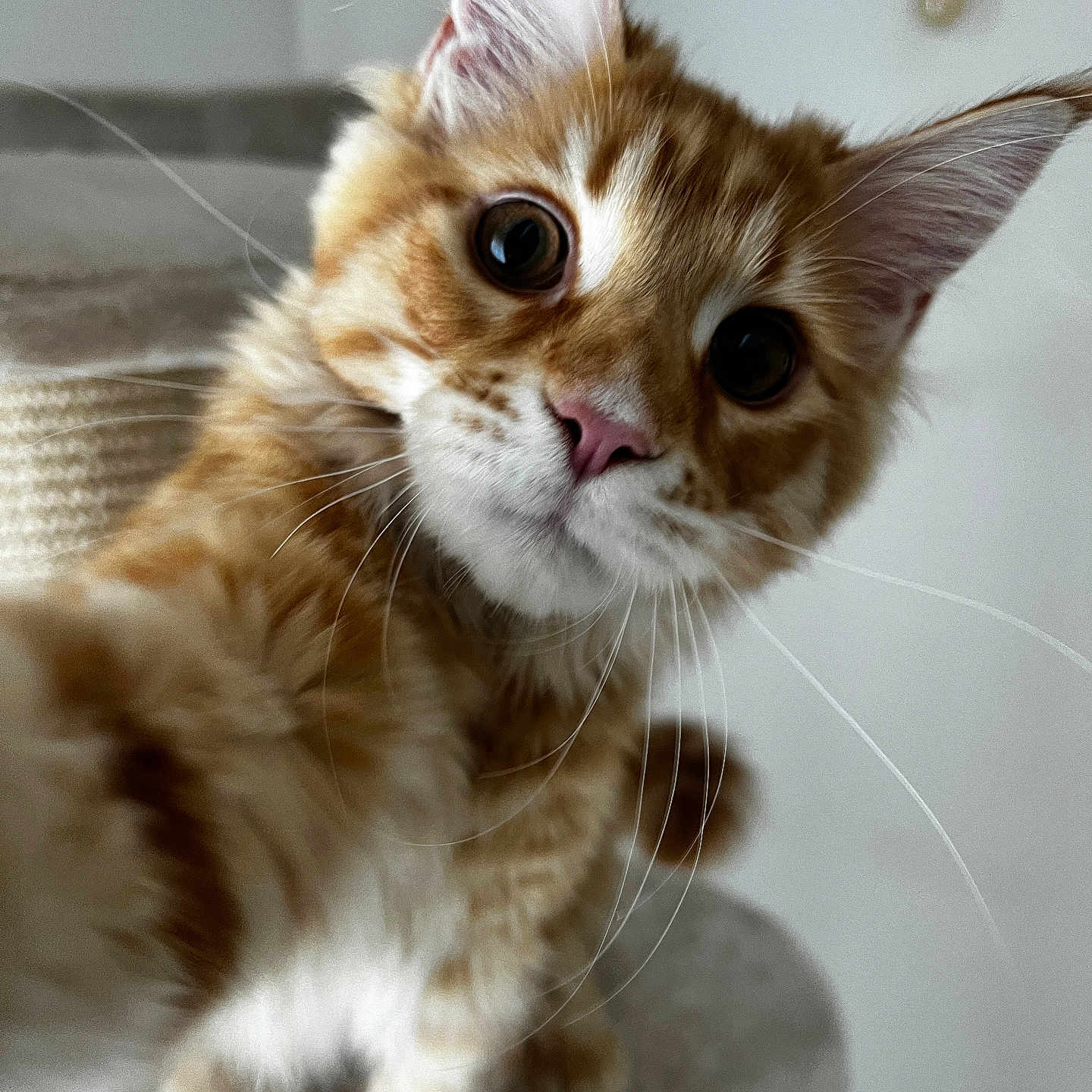 Zeus participe au concours pour gagner de l'argent avec cette photo : abyssinian, angora, animal, cat, kitten, manx, pet, siamese