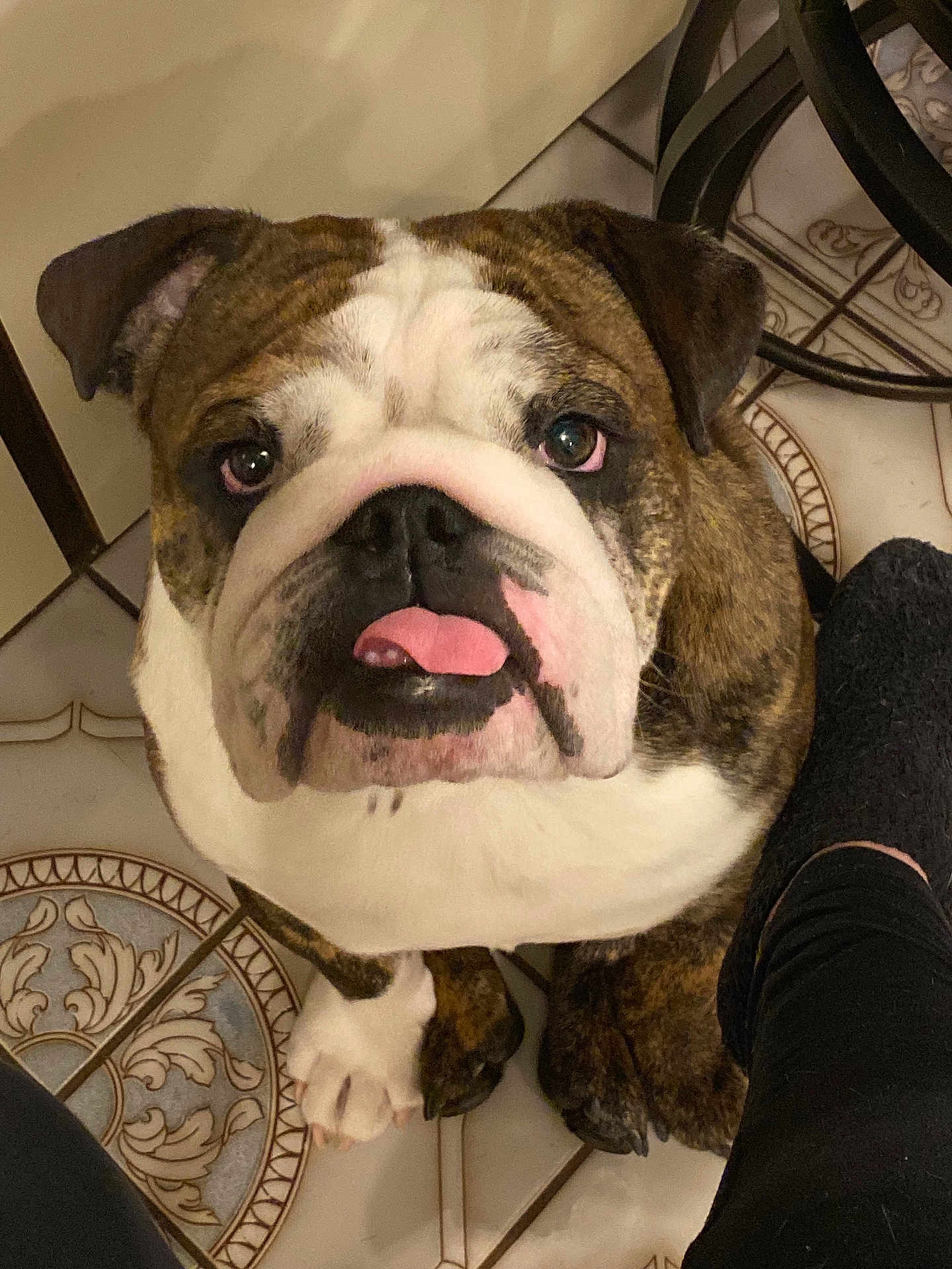 Kino is registered to the contest to win money with this photo: dog, bulldog, pet, animal, tongue_out, floor, tile, paw, close_up, looking_up, indoor, companion, cute, domestic_animal, canine, portrait, expression, black_sock, leg, home