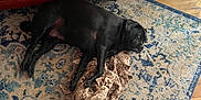 Shadow joined the competition — help win amazing prizes! animal, architecture, building, bulldog, canine, couch, cushion, dog, furniture, hardwood, homedecor, indoors, interiordesign, labradorretriever, livingroom, pet, puppy, room, rug, wood