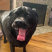 Shadow joined the competition — help win amazing prizes! dog, black_dog, tongue_out, indoor, wooden_floor, fireplace, pet, happy, canine, animal, mammal, companion, house, home, floor, tongue, fur, close_up, playful, friendly