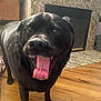 dog, black_dog, tongue_out, indoor, wooden_floor, fireplace, pet, happy, canine, animal, mammal, companion, house, home, floor, tongue, fur, close_up, playful, friendly