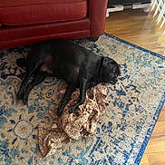 Shadow joined the competition — help win amazing prizes! dog, black_dog, blanket, rug, red_couch, leather_couch, floor, wooden_floor, indoor, pet, resting, lying_down, cozy, home, furniture, comfort, animal, relaxing, living_room, daylight