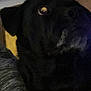 animal, bear, blackcat, bulldog, canine, cat, dog, hound, labradorretriever, newfoundland, panther, pet, puppy, silhouette, snout