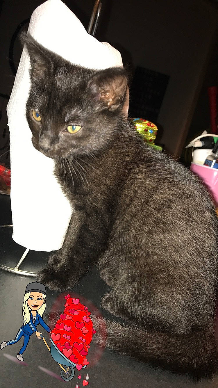 Muezza a rejoint le concours — aidez-le/la à gagner de superbes lots ! carnivore, cat, domestic_short_haired_cat, felidae, fur, small_to_medium_sized_cats, snout, tail, vertebrate, whiskers