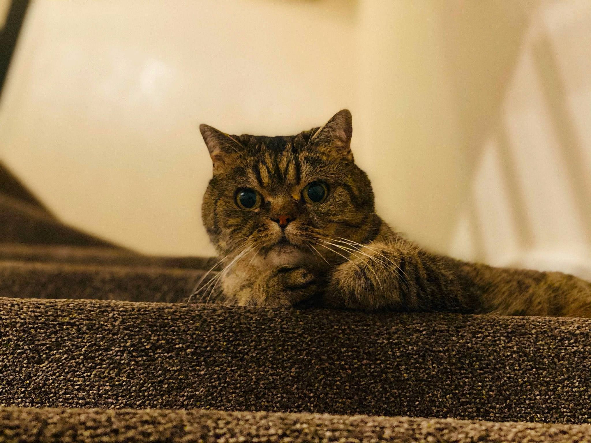 Mitty is registered to the contest to win money with this photo: carnivore, cat, comfort, domestic_short_haired_cat, felidae, flooring, fur, grass, grey, monochrome, monochrome_photography, paw, road_surface, sitting, small_to_medium_sized_cats, snout, soil, tail, terrestrial_animal, whiskers