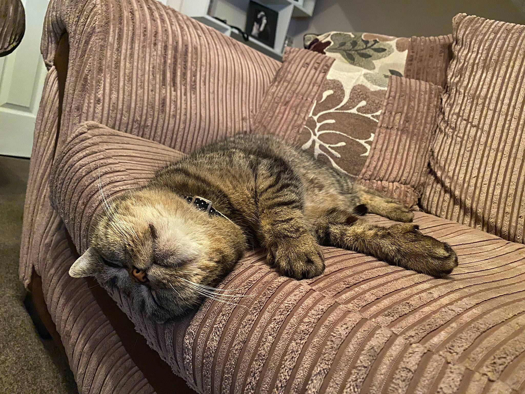 Mitty joined the competition — help win amazing prizes! bedding, carnivore, cat, comfort, companion_dog, domestic_short_haired_cat, fawn, felidae, fur, grey, hardwood, linens, room, small_to_medium_sized_cats, snout, tail, terrestrial_animal, textile, whiskers, wood